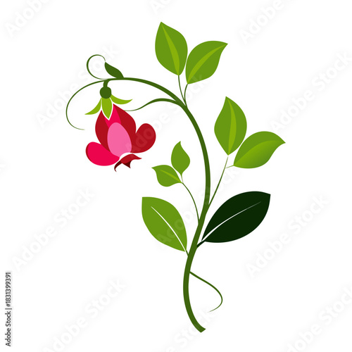 sweet pea flower with branch silhouette on white background