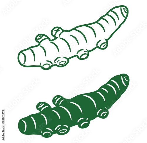 Artistic vector illustration of two green turmeric root bulbs isolated on white background