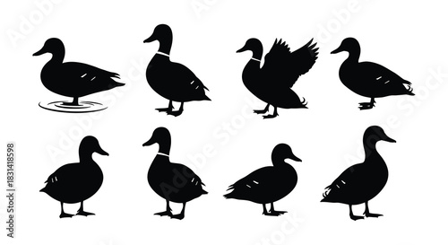 Black silhouette illustrations depicting various poses of ducks and waterfowl