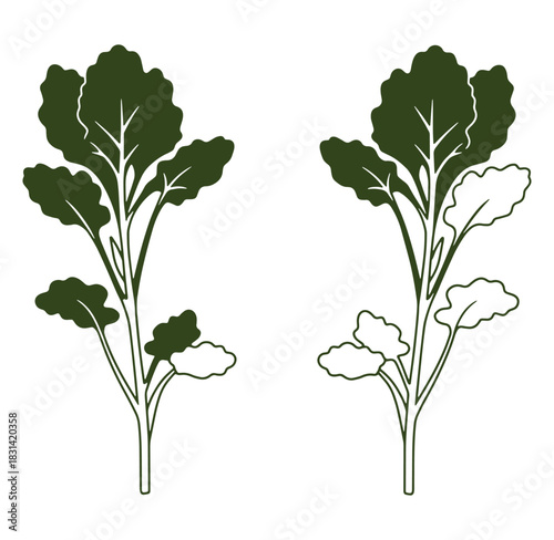 Vector illustration of two detailed green kale plant silhouettes isolated on white background