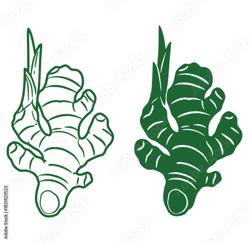 Vector illustration of two ginger root variations in a clean green minimalist style design