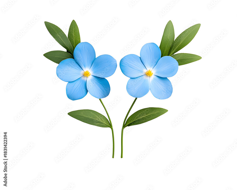 Fototapeta premium Hyperrealistic Blue Forget-Me-Nots on Black Background