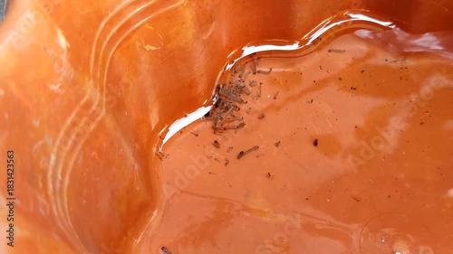 mosquito larvae nest in puddles of water in plastic containers