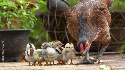 Hen and chicks foraging on the ground. Mother chicken with babies in rural farm. Animal family concept.