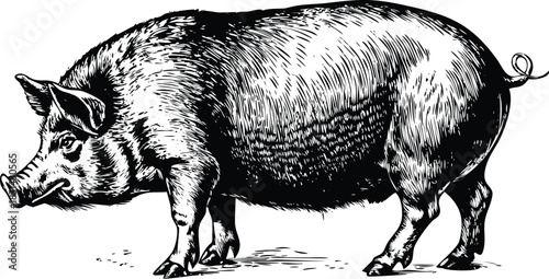 Vector illustration vintage engraving illustration of a black domestic pig standing in profile view