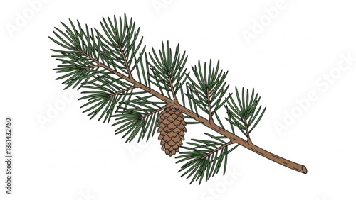 Detailed illustration of a pine branch with needles and a cone against a white background perfect for naturethemed designs and educational materials