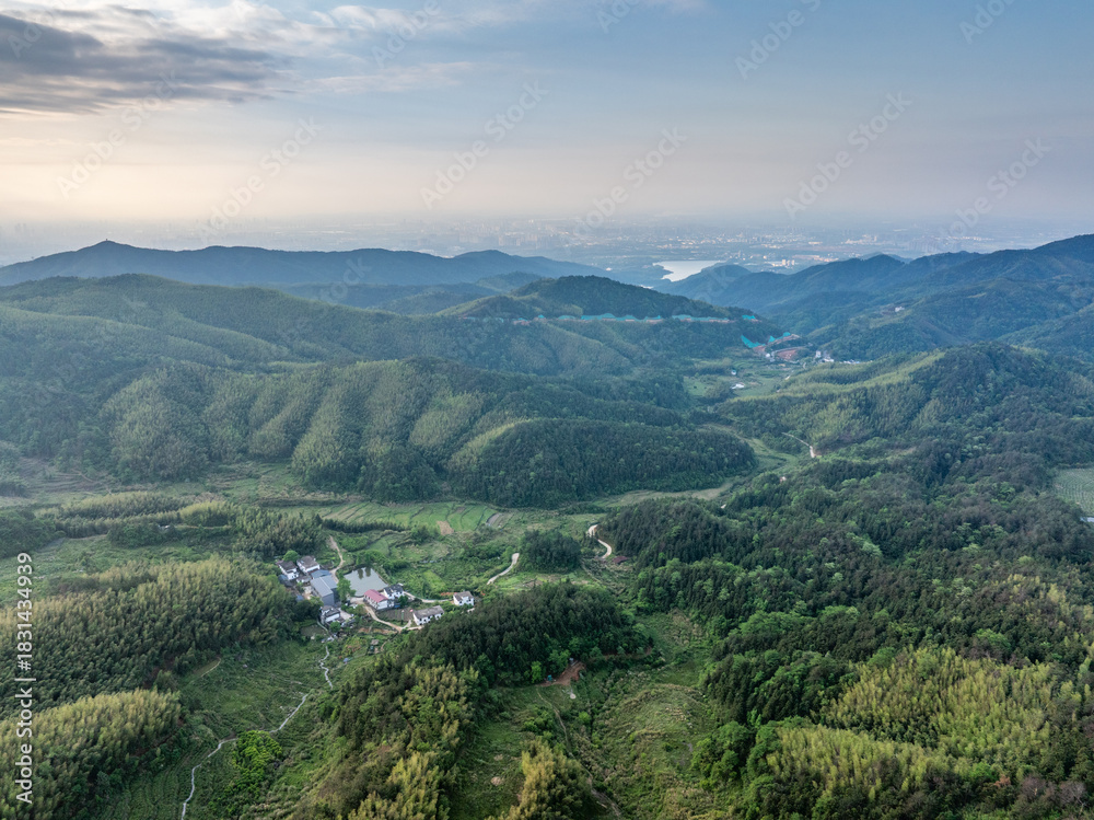 Fototapeta premium Bamboo Forest on the Mountain