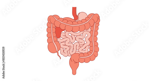 Diagram of the human digestive system showing the intestines, stomach, and a highlighted section of the large intestine.