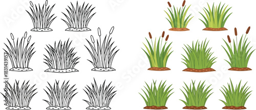 Illustrations of cattails and various types of wetland grasses in differing styles