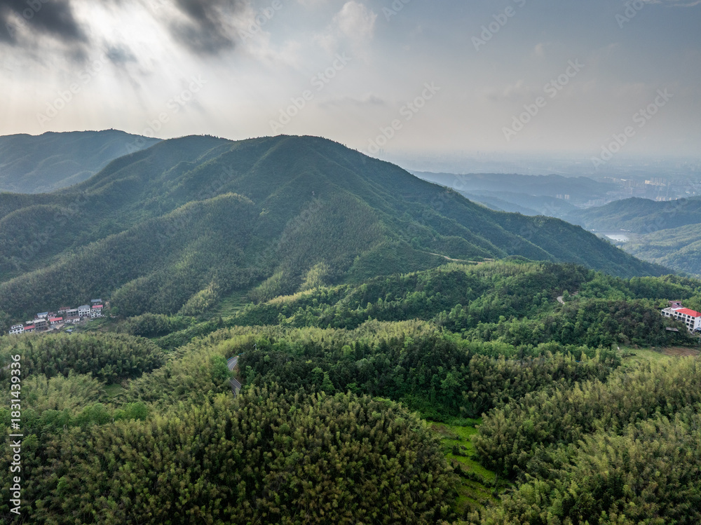 Naklejka premium Bamboo Forest on the Mountain
