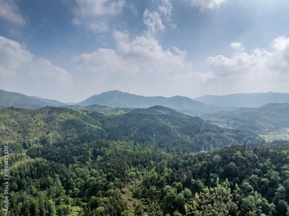 Naklejka premium Bamboo Forest on the Mountain