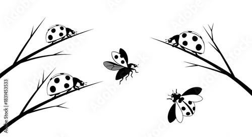 Ladybugs on branches with transparent background