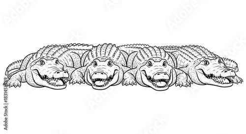 Line art of multiple alligators with open mouths