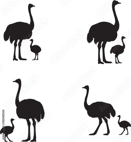 Silhouette of ostrich and chick in different poses on white background