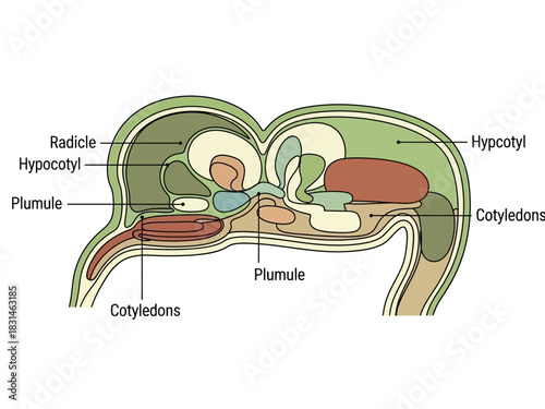 Detailed illustration of a plant embryo, highlighting internal components cotyledons, plumule, radicle, and hypocotyl, crucial for early plant development