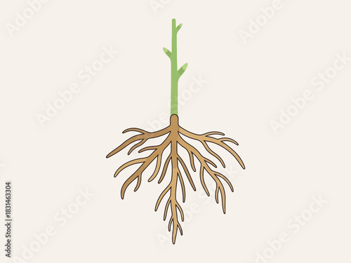 Botanical Illustration of a Plant's Root System on a Light Background