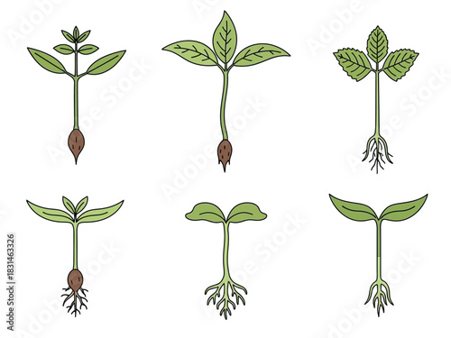 Vector illustrations charting sequential plant germination stages, from emerging roots and first cotyledons to developing young seedlings, representing botanical growth and life cycle