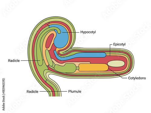Detailed Diagram of a Seed Germination Process with Labeled Parts for Educational Purposes