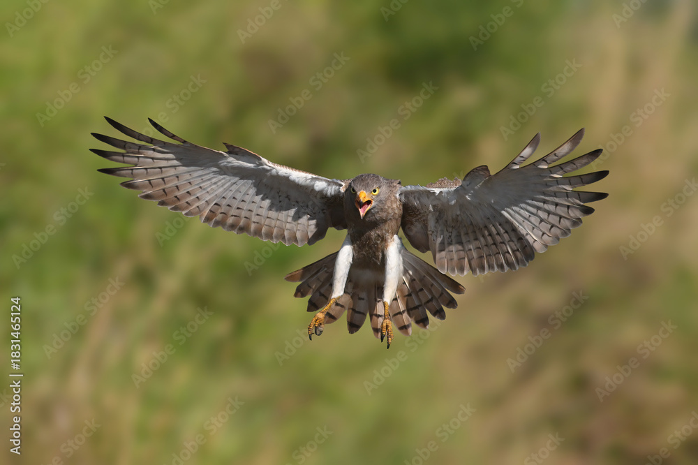 Fototapeta premium Rufous-winged Buzzard is a striking raptor recognized by its vivid red wings and swift, powerful flight
