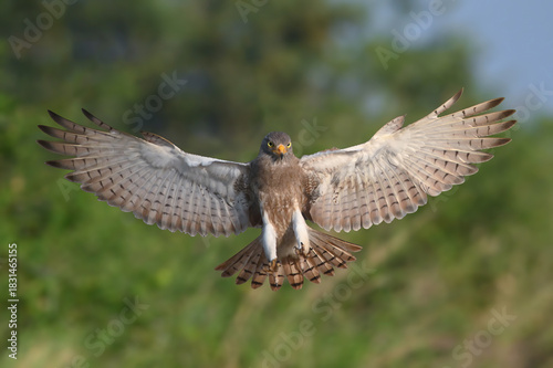 Rufous-winged Buzzard is a striking raptor recognized by its vivid red wings and swift, powerful flight