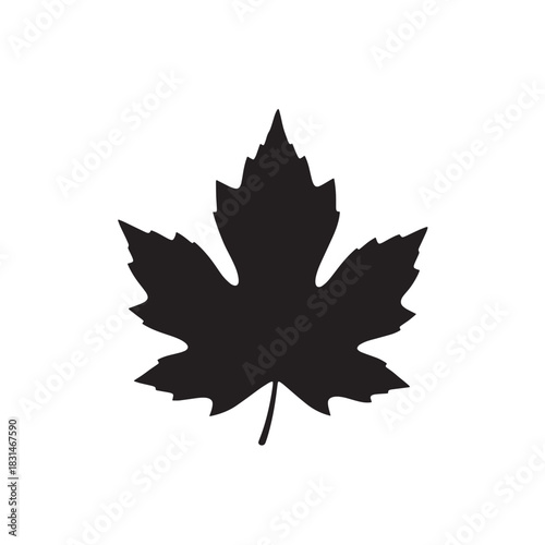 Silhouette Depiction of a Single Maple Leaf with Pointed Lobes and Prominent Veins on a White Background