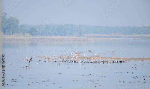Diverse river birds gather in one big flock, feeding and settling peacefully along the flowing water.