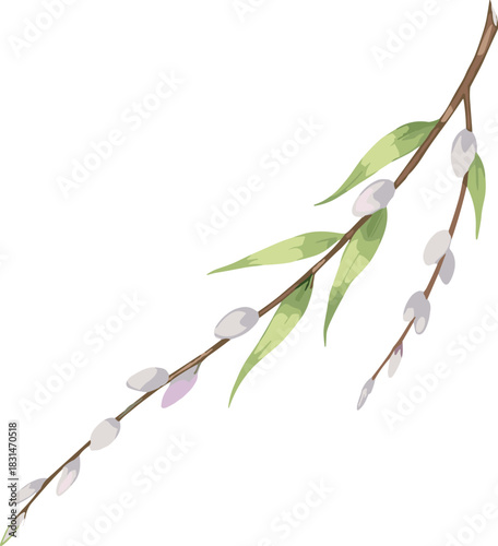 Elegant pussy willow branch illustration with soft catkins and green leaves, botanical spring plant artwork on clean white background for design use