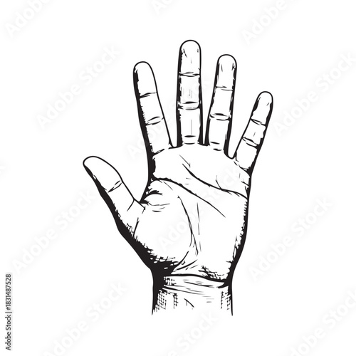 Detailed sketch of an open hand displaying five fingers