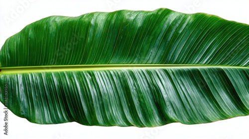Banana leaf large isolated on white background