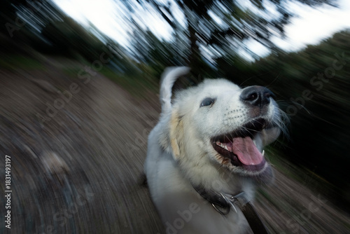 Young Pyrenean Mastiff playing in the mountains