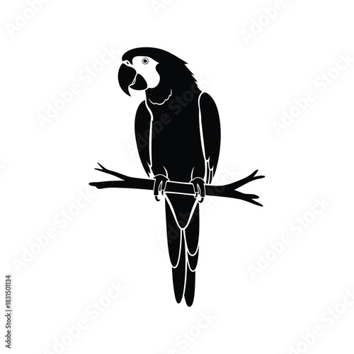 Tropical macaw parrot silhouette vector illustration on branch