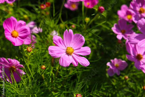 Pink cosmos flowers in the park