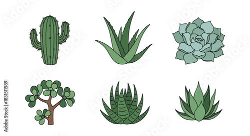 Collection of botanical illustrations of succulents and cacti isolated on white