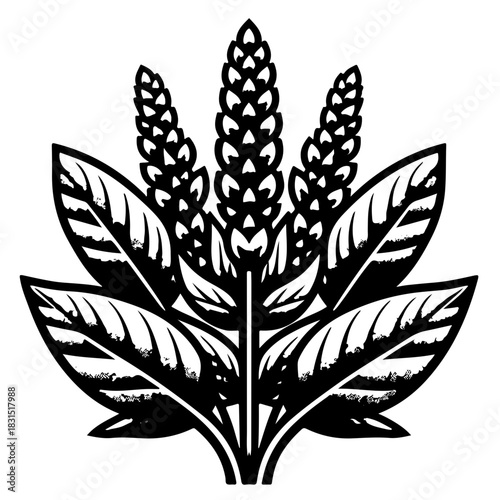 Illustration of a plant with three flower spikes and large leaves in a black and white design style