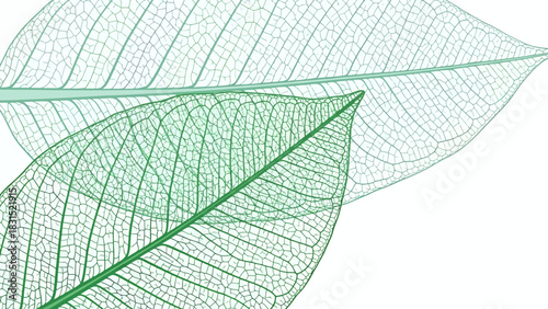 Delicate green skeletal leaves on a pristine white background.