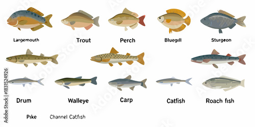Collection of freshwater fish species with labels isolated on white