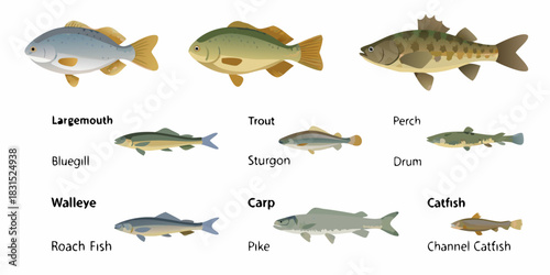 Collection of different freshwater fish species with labels on a white background