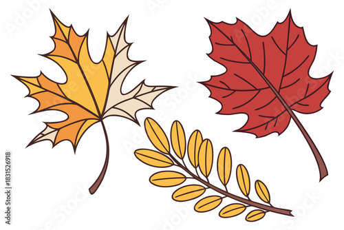 Autumn Maple and Rowan Leaves on White Background fall maple leaf