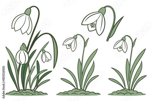 Three Groups of Snowdrop Flowers with Green Leaves and Soil on White Keywords: snowdrop, flower