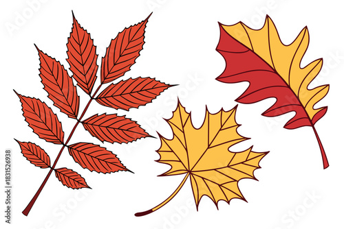 Red Rowan Branch and Autumn Maple and Oak Leaves on White fall rowan leaf