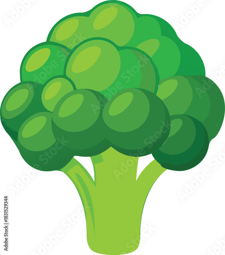 Fresh organic green broccoli vegetable vector illustration