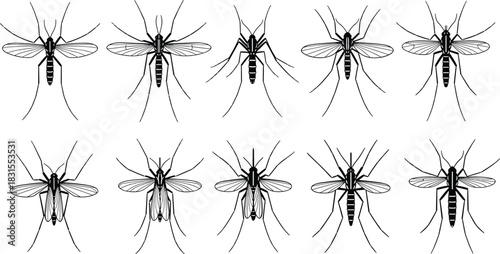 Set of Bear Silhouettes, Grizzly and Polar Bear Poses, Wild Animal Collection, Forest and Wildlife Icons, Outdoors Hunting and Nature Vector Graphic.