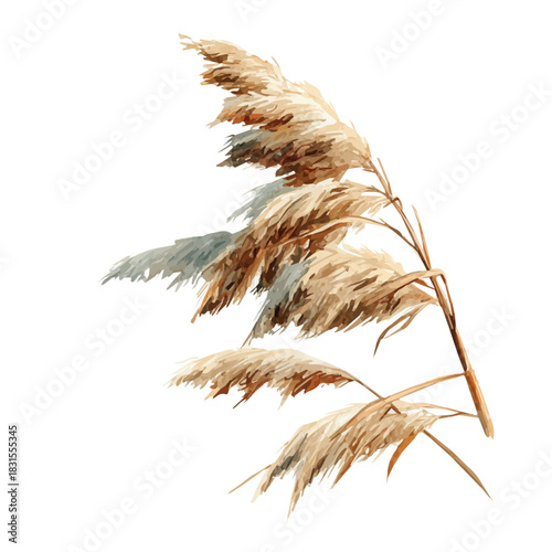 Reed watercolor vector, hand-painted style, high-quality illustration isolated on white background.