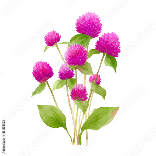 Stylized watercolor Globe Amaranth vector, modern artistic illustration with high-quality details on a pure white background.