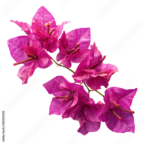 magenta bougainvillea bracts on transparent png background