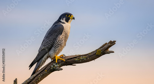 Wild peregrine falcon, an alert bird of prey, perched on a dry branch