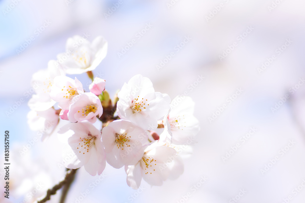 Fototapeta premium 新生活感が漂う爽やかな雰囲気の桜の花のアップ