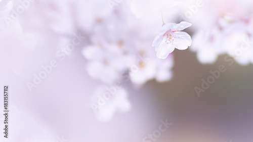 優しい光を浴びて淡くふんわり咲く桜の花のクローズアップ

