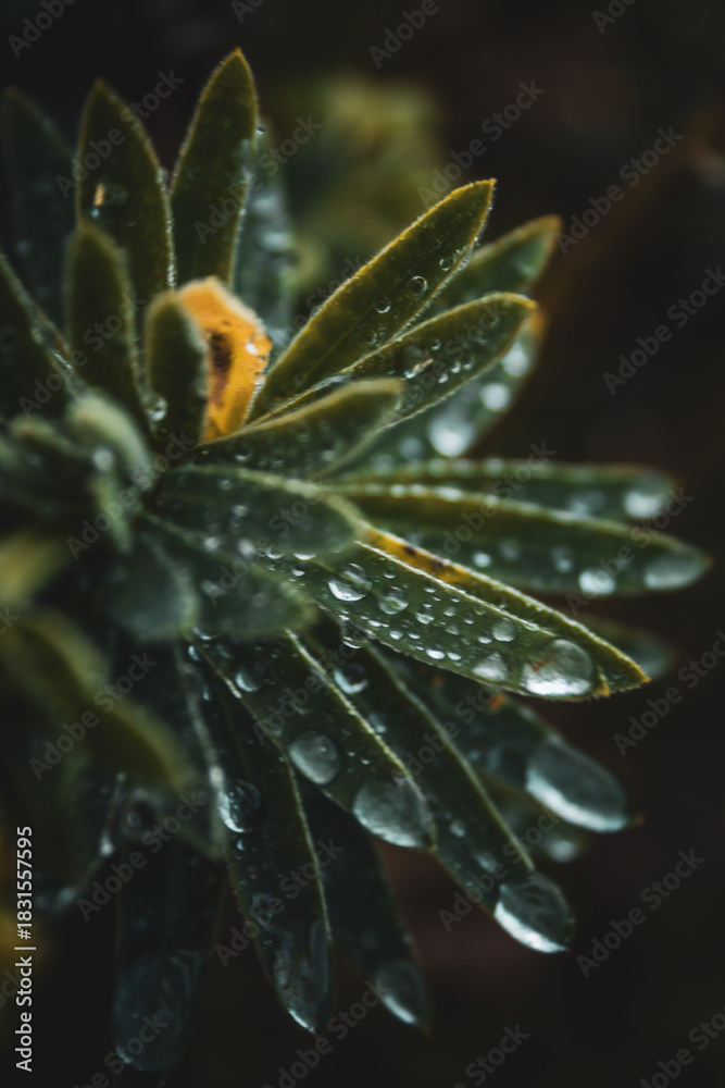 custom made wallpaper toronto digitalclose up of a flower with rain drops