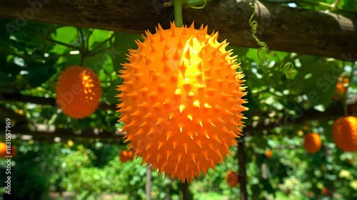 Gac Fruit (Momordica cochinchinensis) Hanging on Vine in the Garden
